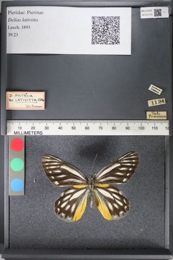 Media type: image;   Entomology 131773